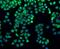 Filamin A antibody, NBP2-67304, Novus Biologicals, Immunocytochemistry image 