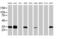 Syndecan Binding Protein antibody, MA5-25984, Invitrogen Antibodies, Western Blot image 