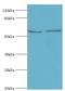 Far Upstream Element Binding Protein 3 antibody, LS-C378253, Lifespan Biosciences, Western Blot image 