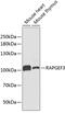 Rap Guanine Nucleotide Exchange Factor 3 antibody, GTX54723, GeneTex, Western Blot image 