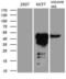 GATA Binding Protein 3 antibody, LS-C794718, Lifespan Biosciences, Western Blot image 