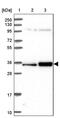 Surfeit 2 antibody, PA5-60677, Invitrogen Antibodies, Western Blot image 