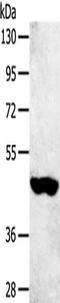 Sulfotransferase Family 2B Member 1 antibody, CSB-PA158594, Cusabio, Western Blot image 