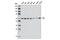 YES Proto-Oncogene 1, Src Family Tyrosine Kinase antibody, 3201S, Cell Signaling Technology, Western Blot image 