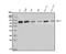 Matrix Metallopeptidase 15 antibody, A06396-1, Boster Biological Technology, Western Blot image 