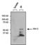 AKT Serine/Threonine Kinase 2 antibody, MA1-034X, Invitrogen Antibodies, Immunoprecipitation image 