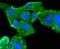 Mucin 16, Cell Surface Associated antibody, NBP2-67709, Novus Biologicals, Immunofluorescence image 