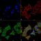 Unc-51 Like Kinase 3 antibody, PA5-77790, Invitrogen Antibodies, Immunofluorescence image 