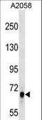 Rho Guanine Nucleotide Exchange Factor 5 antibody, LS-C156482, Lifespan Biosciences, Western Blot image 