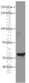 Non-POU Domain Containing Octamer Binding antibody, 66361-1-Ig, Proteintech Group, Western Blot image 