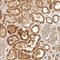 Kinesin Family Member 2B antibody, NBP1-86416, Novus Biologicals, Immunohistochemistry frozen image 