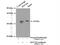 Cytochrome c oxidase subunit 3 antibody, 55082-1-AP, Proteintech Group, Immunoprecipitation image 