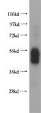 FcERI antibody, 10980-1-AP, Proteintech Group, Western Blot image 