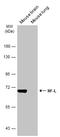 Neurofilament Light antibody, GTX134075, GeneTex, Western Blot image 