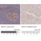 Regulator Of G Protein Signaling 14 antibody, NBP2-13227, Novus Biologicals, Immunohistochemistry paraffin image 