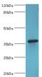 PDZ And LIM Domain 1 antibody, LS-C376293, Lifespan Biosciences, Western Blot image 