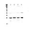 Glutathione S-Transferase Mu 1 antibody, PA5-79337, Invitrogen Antibodies, Western Blot image 