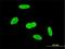 Integrator Complex Subunit 6 antibody, H00026512-M02, Novus Biologicals, Immunofluorescence image 