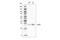 Eukaryotic Translation Initiation Factor 4E antibody, 16824S, Cell Signaling Technology, Western Blot image 