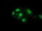 Glutathione Synthetase antibody, M00928, Boster Biological Technology, Immunofluorescence image 