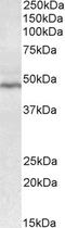 CD28 antibody, STJ72503, St John