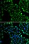 Heart- and neural crest derivatives-expressed protein 2 antibody, orb247763, Biorbyt, Immunofluorescence image 