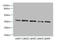 Plasminogen Activator, Urokinase Receptor antibody, A50636-100, Epigentek, Western Blot image 