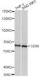 CD86 antibody, LS-C746809, Lifespan Biosciences, Western Blot image 