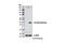 Cre Recombinase antibody, 7803S, Cell Signaling Technology, Western Blot image 