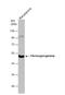 Fibrinogen Gamma Chain antibody, NBP1-32436, Novus Biologicals, Western Blot image 