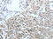 Carcinoembryonic Antigen Related Cell Adhesion Molecule 1 antibody, CSB-PA088258, Cusabio, Immunohistochemistry frozen image 
