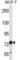 TLE Family Member 4, Transcriptional Corepressor antibody, abx025022, Abbexa, Western Blot image 