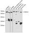 Cholinergic Receptor Nicotinic Alpha 1 Subunit antibody, GTX32423, GeneTex, Western Blot image 