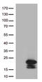 Melan-A antibody, CF506029, Origene, Western Blot image 
