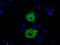 Myo-Inositol Oxygenase antibody, MA5-25175, Invitrogen Antibodies, Immunocytochemistry image 