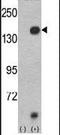 Lysine Demethylase 4A antibody, PA5-11181, Invitrogen Antibodies, Western Blot image 