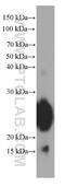 Gastrokine 1 antibody, 60130-1-Ig, Proteintech Group, Western Blot image 