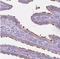 Cilia And Flagella Associated Protein 52 antibody, NBP1-81947, Novus Biologicals, Immunohistochemistry frozen image 