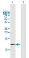 Cyclin Dependent Kinase 2 Associated Protein 1 antibody, H00008099-B02P, Novus Biologicals, Western Blot image 