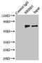 NEDD1 Gamma-Tubulin Ring Complex Targeting Factor antibody, LS-C676144, Lifespan Biosciences, Immunoprecipitation image 