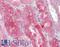 Proline Rich 5 antibody, LS-B7098, Lifespan Biosciences, Immunohistochemistry paraffin image 