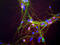 Synuclein Alpha antibody, LS-C204583, Lifespan Biosciences, Immunocytochemistry image 