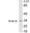 Endonuclease G antibody, LS-C199844, Lifespan Biosciences, Western Blot image 