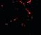 Syntaphilin antibody, orb94259, Biorbyt, Immunofluorescence image 