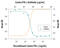 Interferon Gamma antibody, AF781, R&D Systems, Western Blot image 