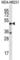 DSN1 Component Of MIS12 Kinetochore Complex antibody, abx027037, Abbexa, Western Blot image 