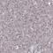 HET antibody, PA5-67175, Invitrogen Antibodies, Immunohistochemistry frozen image 