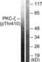 Protein Kinase C Zeta antibody, LS-C199456, Lifespan Biosciences, Western Blot image 