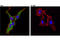Heat Shock Protein Family B (Small) Member 1 antibody, 95357S, Cell Signaling Technology, Immunocytochemistry image 