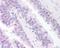 ETS Transcription Factor ERG antibody, NB100-2472, Novus Biologicals, Immunohistochemistry frozen image 